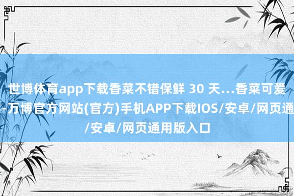 世博体育app下载香菜不错保鲜 30 天…香菜可爱者们狂喜-万博官方网站(官方)手机APP下载IOS/安卓/网页通用版入口